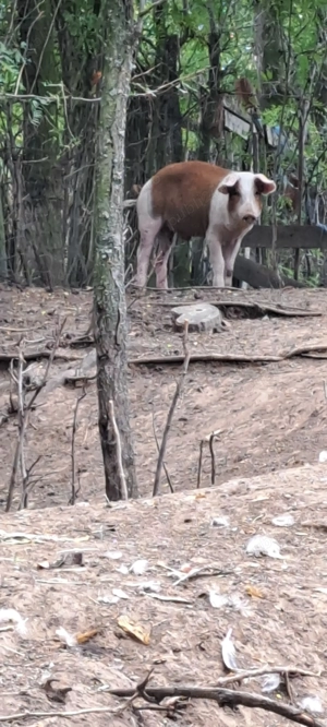 Vând porci magalita cu landras  - imagine 4