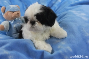 mascul shitzuuuu 2 luni