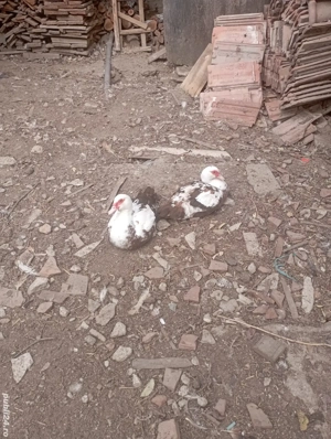 Vand rate mute pe maro . - imagine 3 Vand rate mute pe maro . - imagine 3