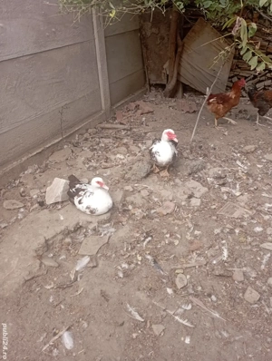 Vand rate mute pe maro . - imagine 2 Vand rate mute pe maro . - imagine 2