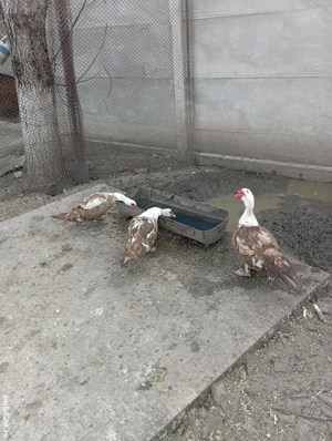 Vand rate mute pe maro .