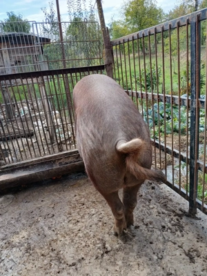 Vând porc duroc greutate aproximativ 260 kg - imagine 3