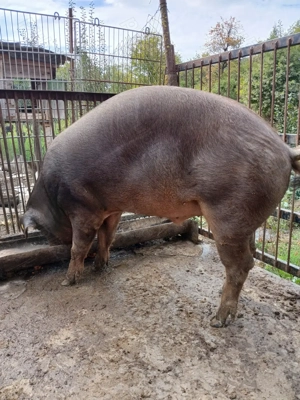 Vând porc duroc greutate aproximativ 260 kg - imagine 4