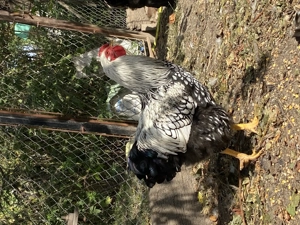 Cocoși Wyandotte - imagine 2