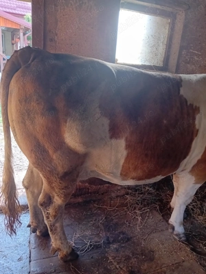 Vaca pentru abator de vânzare  - imagine 4