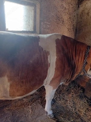 Vaca pentru abator de vânzare 