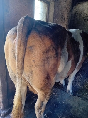 Vaca pentru abator de vânzare  - imagine 2