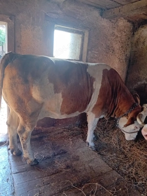 Vaca pentru abator de vânzare  - imagine 3