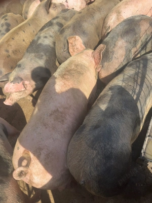 Porci de carne crescuți în gospodărie  - imagine 2