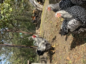 Cocoși Wyandotte - imagine 3