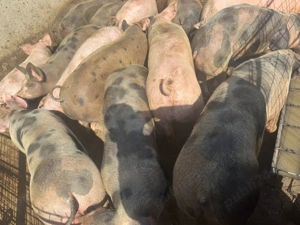 Porci de carne crescuți în gospodărie  - imagine 3