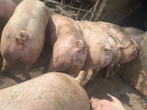 Porci de carne crescuți în gospodărie 