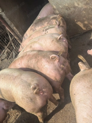 Porci de carne crescuți în gospodărie  - imagine 4