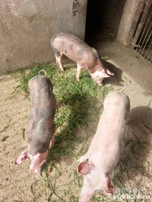 Purcei pietrain  - imagine 2