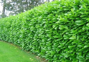 Gardviu si arbori - Pepiniera FLOR CENTER, Timisoara.