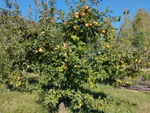 Breaza, teren 1705 mp sau lotizat, zona insorita - imagine 5