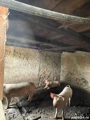 purcei 80-120 de kg - imagine 2