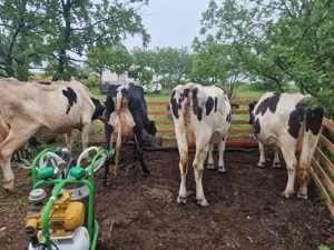 Vând vaci de rasa Holstein