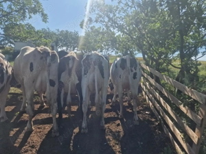 Vând vaci de rasa Holstein - imagine 3