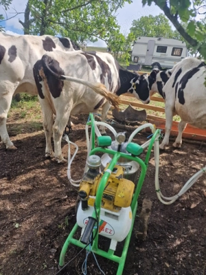 Vând vaci de rasa Holstein - imagine 2