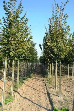 Gardviu si arbori - Pepiniera FLOR CENTER, Timisoara. - imagine 2