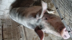 Vând porc marele alb - imagine 5