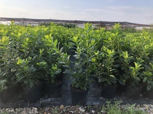 Gardviu si arbori - Pepiniera FLOR CENTER, Timisoara. - imagine 4