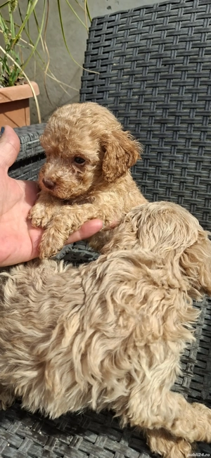 Pudel toy cu ochii verzi - imagine 3