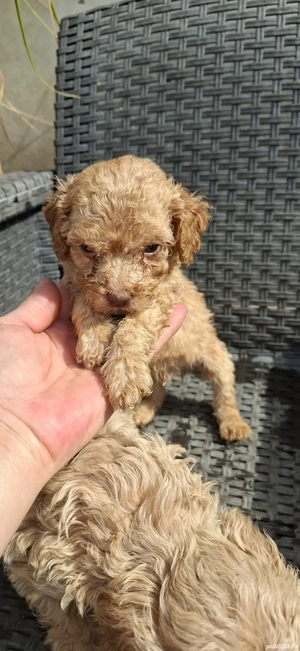 Pudel toy cu ochii verzi - imagine 2