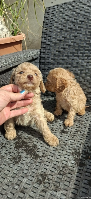 Pudel toy cu ochii verzi - imagine 4