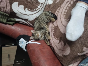 De vanzare shotish blue