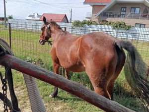 Iapa de 8 ani cuminte  - imagine 2