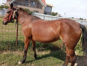 Iapa de 8 ani cuminte  - imagine 3