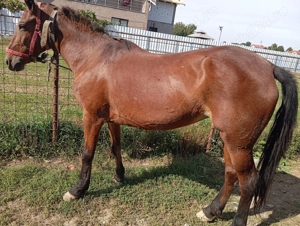 Iapa de 8 ani cuminte  - imagine 4