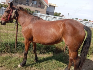 Iapa de 8 ani cuminte  - imagine 5