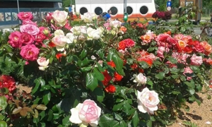 Amenajări grădini și sisteme irigații 