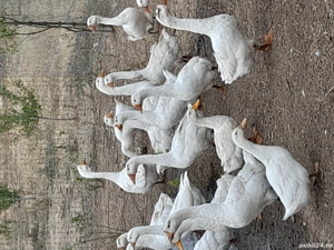 Vând Gâște 