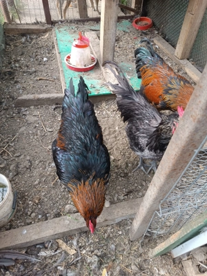 Cocos australop - imagine 2