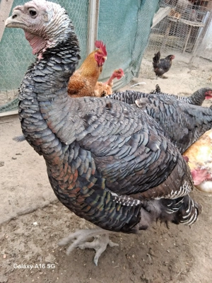 Pasari cresute natural