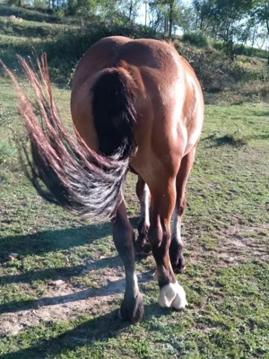 Vând 3 harmasar 4 ani 2ani 1 an jumate foarte cuminți. Mai multe detalii la telefon   zero 74trei633 - imagine 2