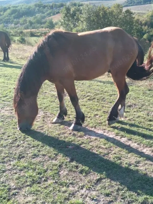 Vând 3 harmasar 4 ani 2ani 1 an jumate foarte cuminți. Mai multe detalii la telefon 07patru3633doi92 - imagine 4 Vând 3 harmasar 4 ani 2ani 1 an jumate foarte cuminți. Mai multe detalii la telefon 07patru3633doi92 - imagine 4