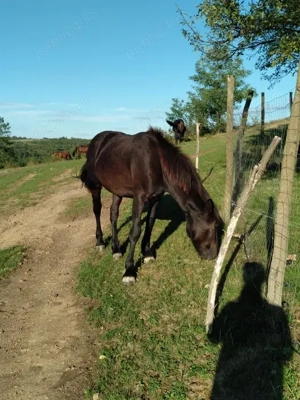 Vând 3 harmasar 4 ani 2ani 1 an jumate foarte cuminți. Mai multe detalii la telefon   zero 74trei633 - imagine 4