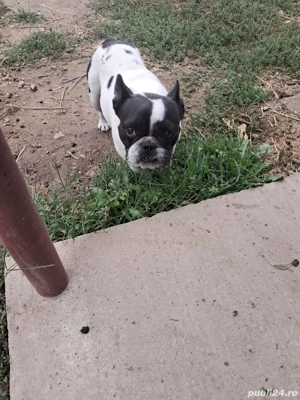 Buldog Francez - imagine 2