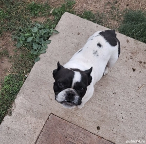 Buldog Francez - imagine 3