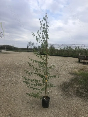 Gardviu si arbori - Pepiniera FLOR CENTER, Timisoara. - imagine 5