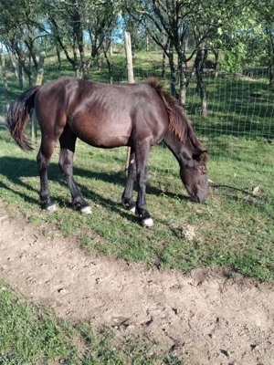 Vând 3 harmasar 4 ani 2ani 1 an jumate foarte cuminți. Mai multe detalii la telefon   zero 74trei633 - imagine 5