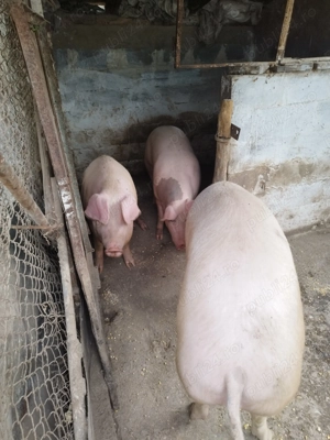 vand porci rasa buna