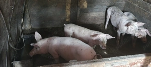 Porci de vanzare - imagine 4 Porci de vanzare - imagine 4