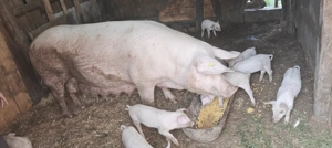 Porci de vanzare - imagine 2 Porci de vanzare - imagine 2