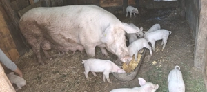 Porci de vanzare - imagine 3 Porci de vanzare - imagine 3